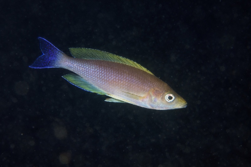 Cyprichromis coloratus 'Isanga Bay'